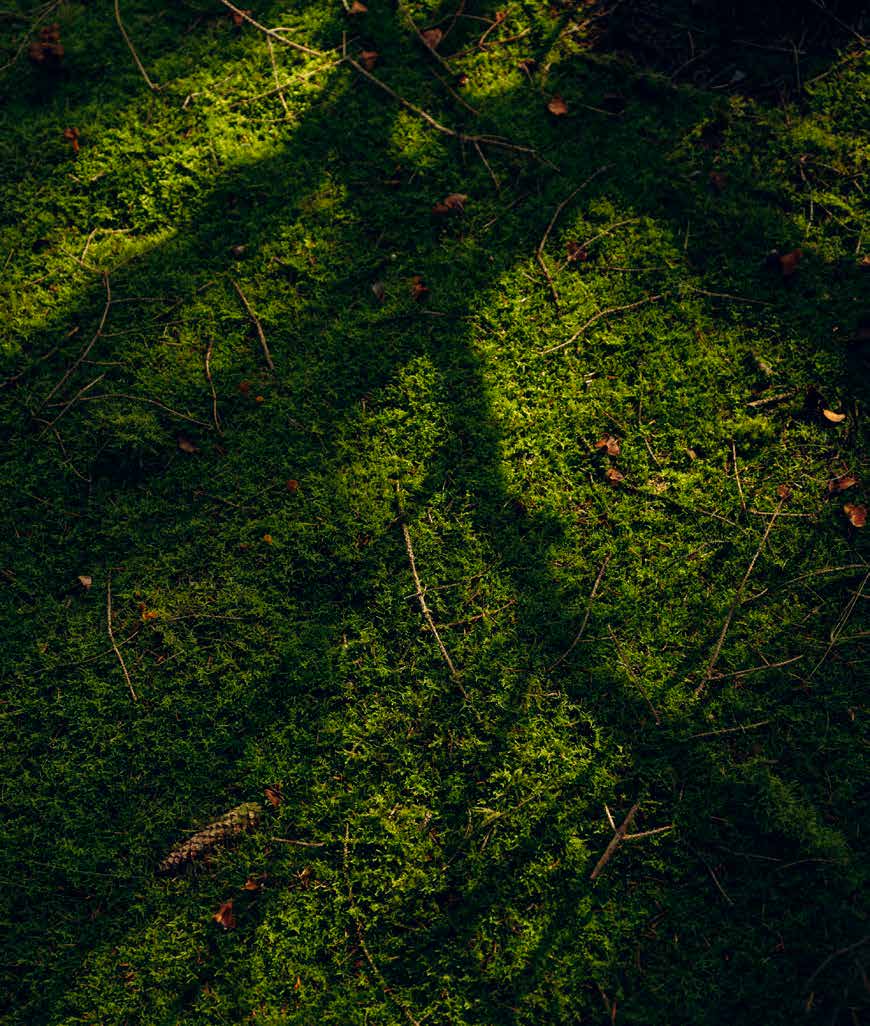 Gode Svampelokaliteter